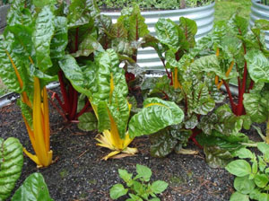 Organic Gardening Blog