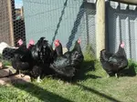 Australorps at Yummy Gardens Melbourne
