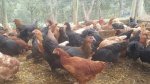 point_of_lay_chickens_for_sale_yummy_gardens_melbourne.jpg