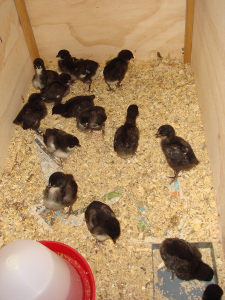 1 week old Australorp cross chickens bred by Yummy Gardens Melbourne