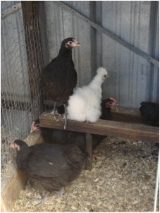 8 week old chickens