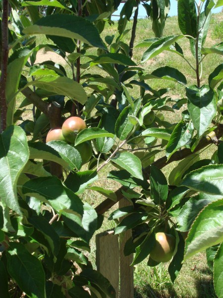 Apple Tree at Yummy Gardens Melbourne