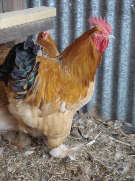 Cochin Rooster bred by Yummy Gardens Melbourne
