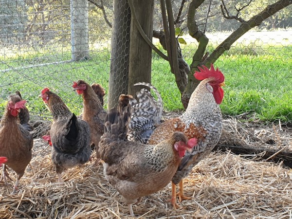 Crested Cream Legbars at Yummy Gardens Melbourne