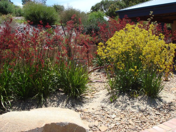 drought tolerant garden designed & built by Yummy Gardens Melbourne