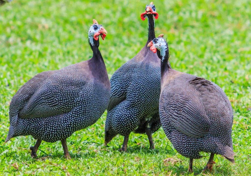 Pearl Guinea Fowl at Yummy Gardens Melbourne