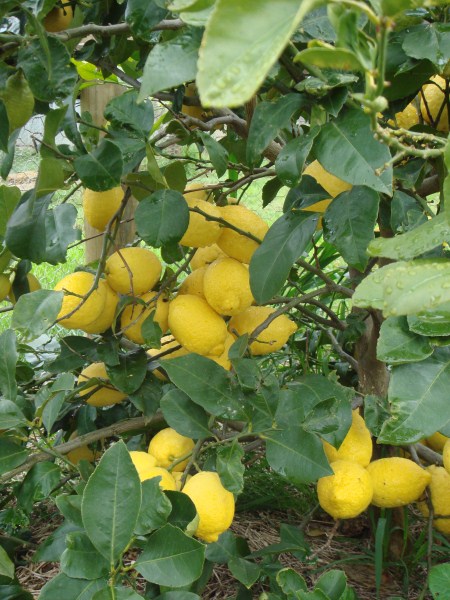 one of our lemon trees at Yummy Gardens Melbourne