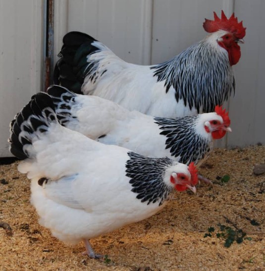 Light Sussex Bantans Yummy Gardens Melbourne