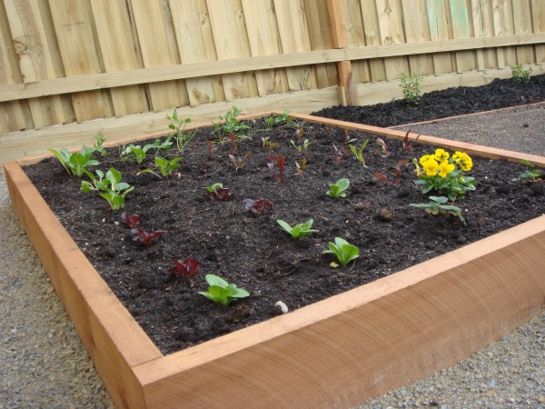 newly planted raised bed by Yummy Gardens Melbourne