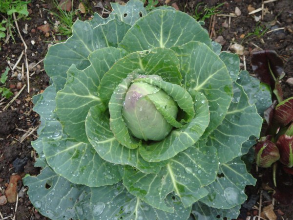 organic cabbage growing at Yummy Gardens Melbourne