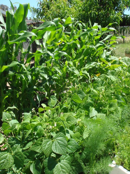 permaculture summer vegetables at Yummy Gardens Melbourne