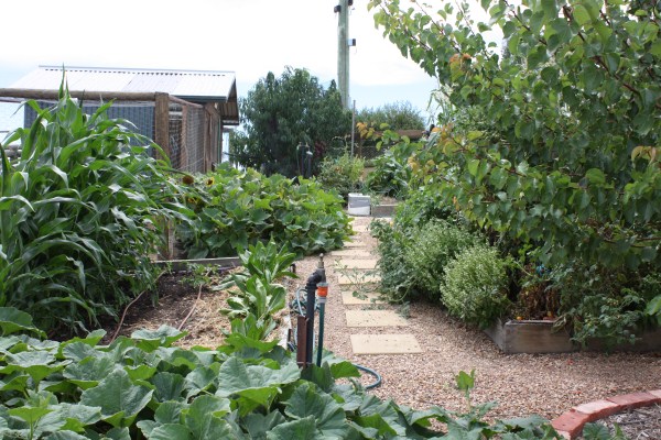 Vegetable Gardens By Yummy Gardens