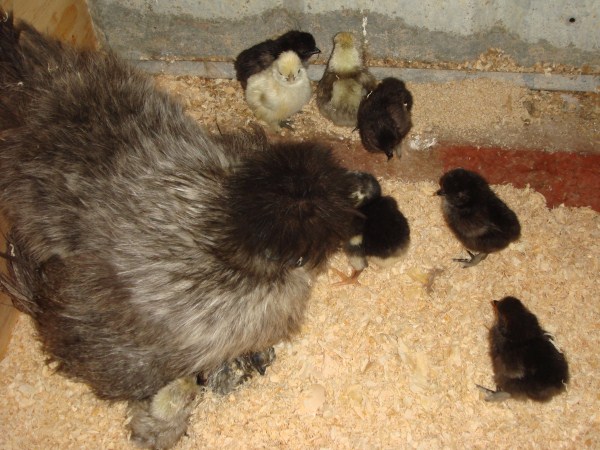 silkie bantam with day old chicks