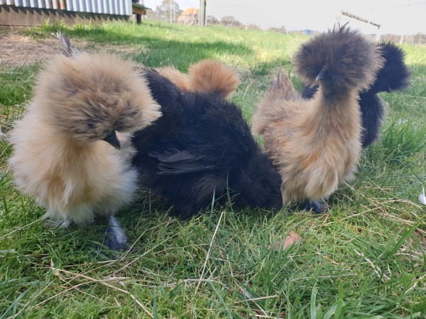 Silkie Bantams at Yummy Gardens Melbourne