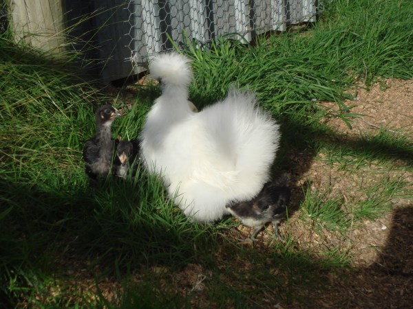 Silkie Bantam with Australorp Chicks bred by Yummy Gardens Melbourne
