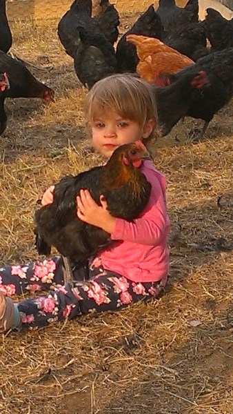 Cuddling an Australorp cross New Hampshire Chicken at Yummy Gardens Melbourne