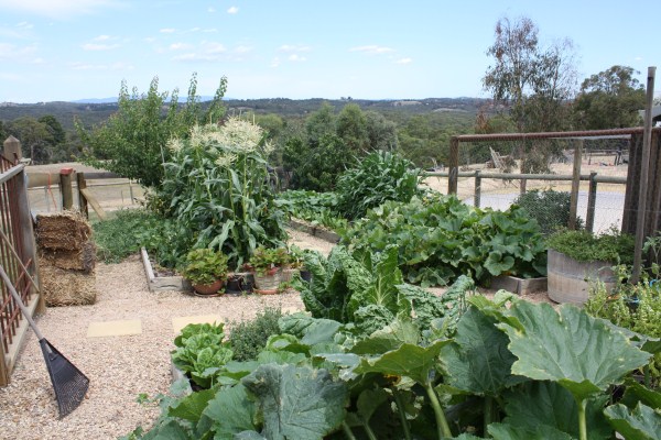 vegetable gardens with raised beds by Yummy Gardens Melbourne