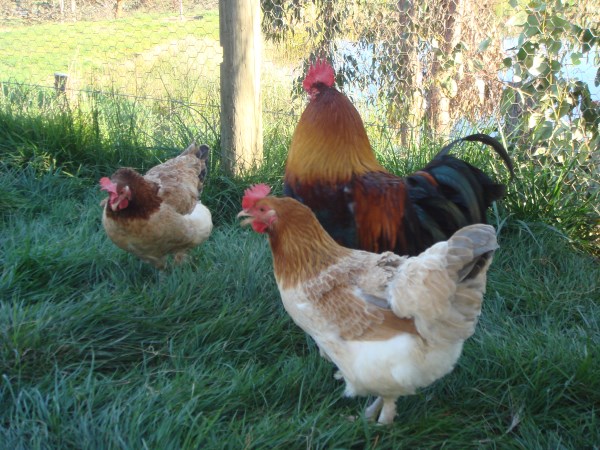 some of our Wheaten French Marans at Yummy Gardens Melbourne