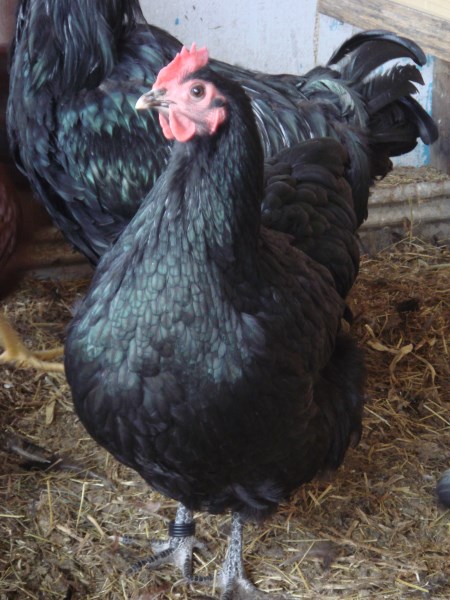 Young Australorp Hen bred by Yummy Gardens Melbourne