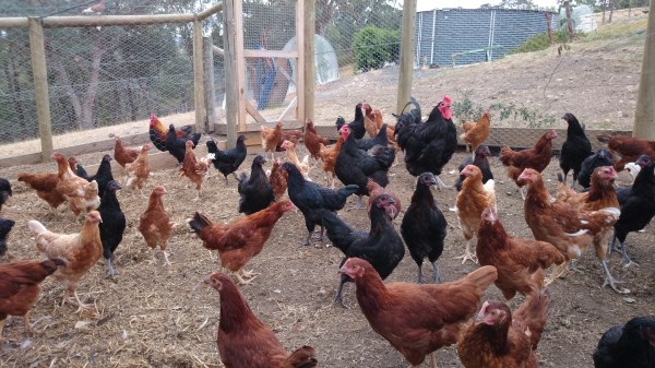 Young chooks for sale at Yummy Gardens Melbourne