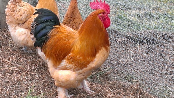 Cochin rooster bred by Yummy Gardens Melbourne