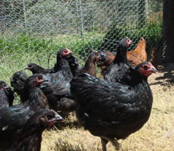 Young Australorp cross chickens from Yummy Gardens Melbourne