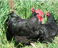 Purebred Australorp Chickens in a wheat crop bred by Yummy Gardens Melbourne