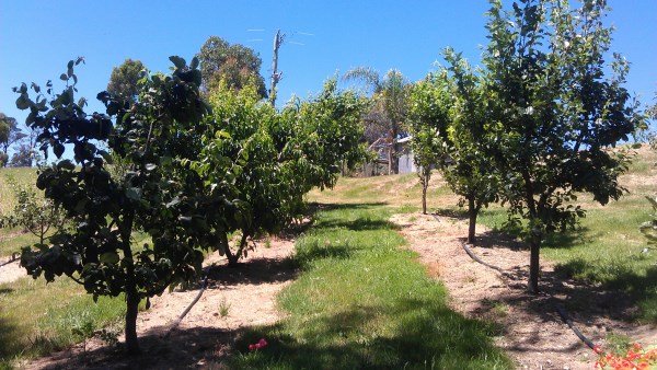 Fruit trees with drip irrigation watering by Yummy Gardens Melbourne