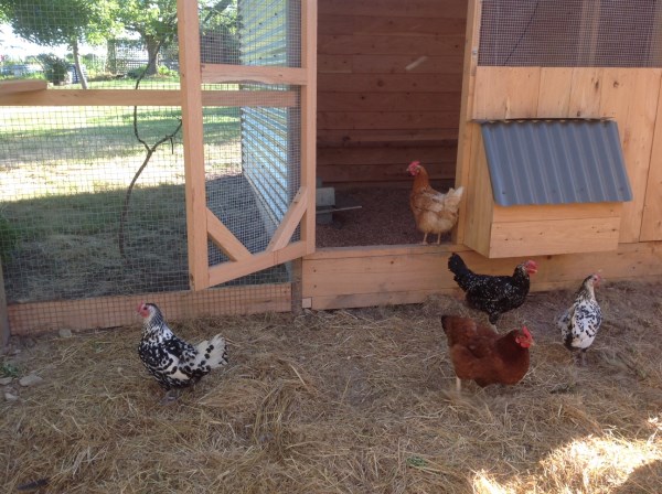 Chooks happy in their new home built by Yummy Gardens Melbourne