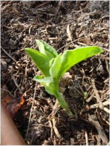 growing broad beans