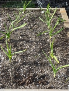 growing garlic