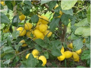 homegrown lemons