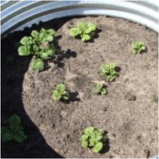 growing potatoes in an earth ring