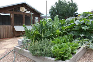 raised planter beds and chook house by Yummy Gardens Melbourne