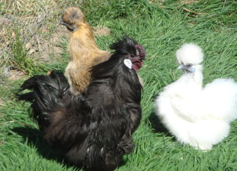 Adult Silkie Bantams bred by Yummy Gardens Melbourne