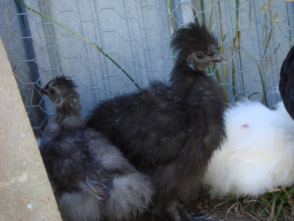 12 and 8 week old Silkie Bantams bred by Yummy Gardens Melbourne