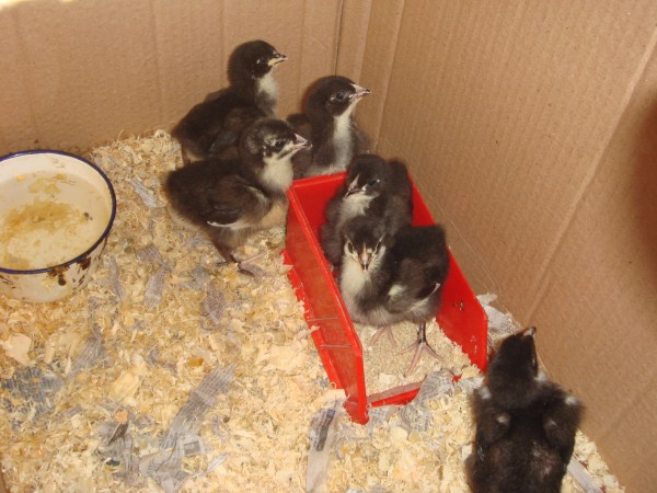 1 week old Australorp chickens bred by Yummy Gardens Melbourne