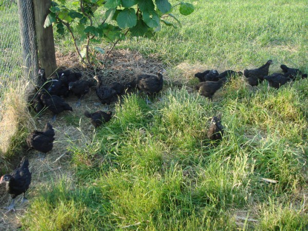 6 week old chickens bred by Yummy Gardens Melbourne