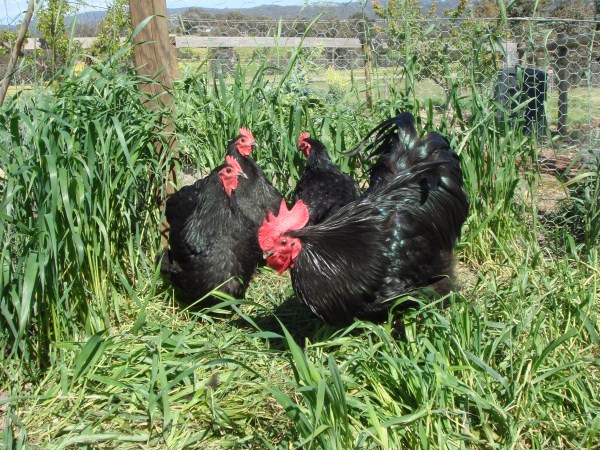 Australorps bred by Yummy Gardens Melbourne