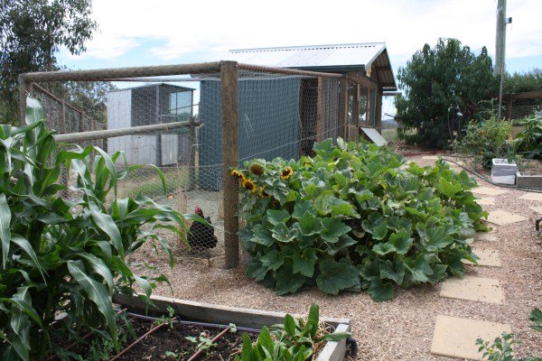 chook house and vege garden