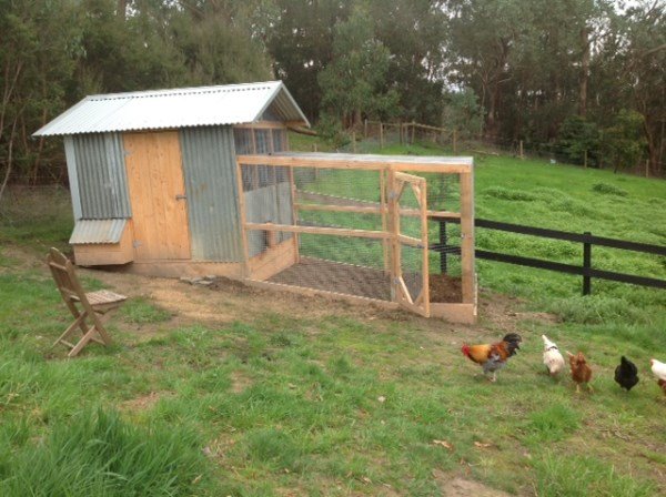 Chook house with side access, nesting box and enclosed run designed & built by Yummy Gardens Melbourne