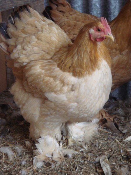 Cochin Hen bred by Yummy Gardens Melbourne