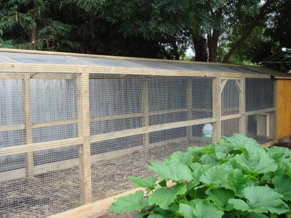 custom built chook run by Yummy Gardens