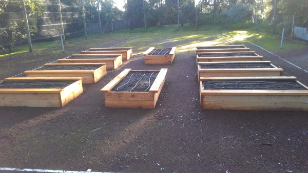 cypress vegetable beds on an old tennis court by Yummy Gardens Melbourne