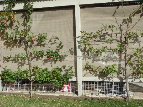 espalier fruit trees by Yummy Gardens Melbourne