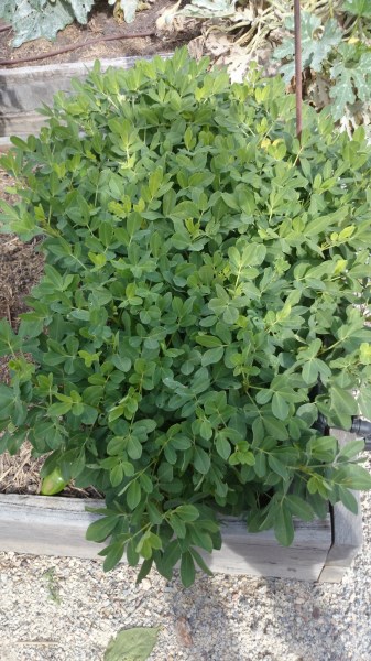 Growing peanuts at Yummy Gardens Melbourne