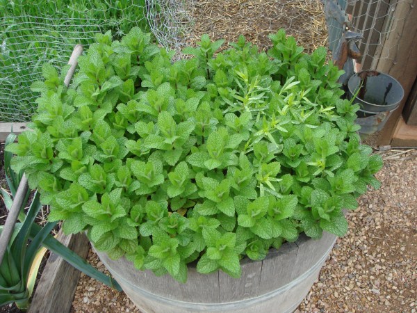 herbs grown in wine barrel at Yummy Gardens Melbourne