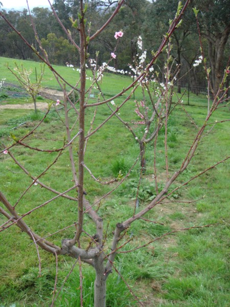 home orchard by Yummy Gardens Melbourne