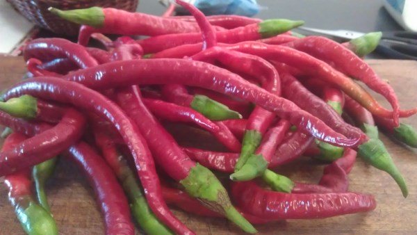 Loads of chillis grown at Yummy Gardens Melbourne