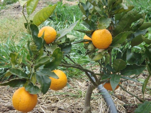 orange tree at Yummy Gardens Melbourne